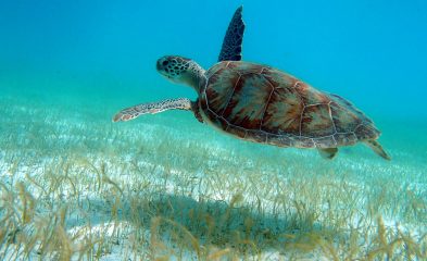 dive_10-393x240