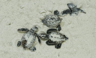 ALH-NI2012-195-393x240